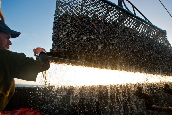 Tio / (Bluff) Oysters